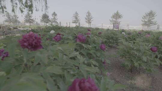 牡丹花种植LOG视频素材