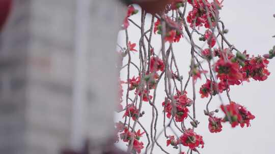 唯美意境岭南特色古建筑旁盛开的百年木棉花