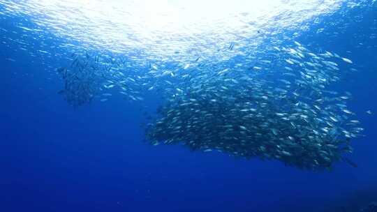 4K水下奇观、海底世界、鱼群、海洋世界视频素材模板下载