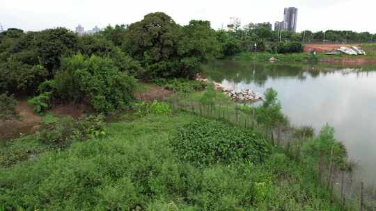 河岸生态景观航拍