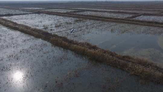 航拍山东黄河入海口湿地的东方白鹳