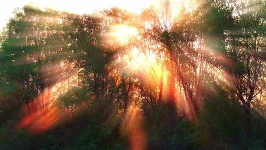 清晨逆光下树林森林丁达尔光线