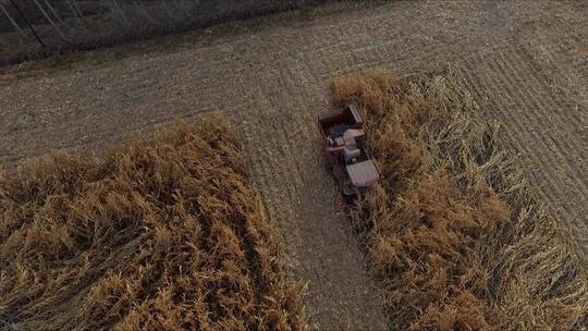 秋季 玉米 收割 机器 MP4视频素材模板下载