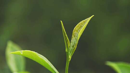 茶叶茶山茶园红茶绿茶春茶