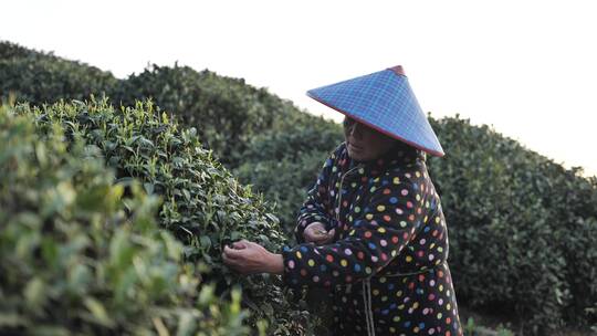 杭州西湖龙井茶园