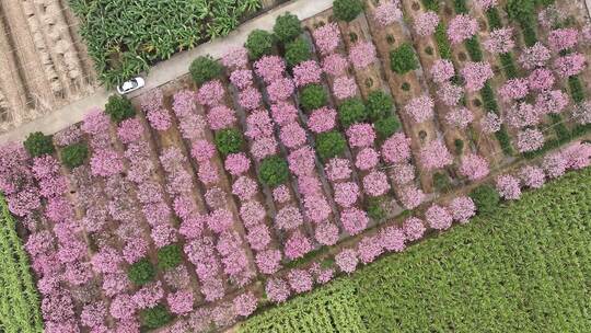 广东省广州市南沙马克村紫花风铃