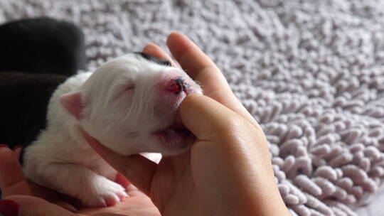 刚出生的边牧犬幼崽吮吸主人手指视频素材模板下载