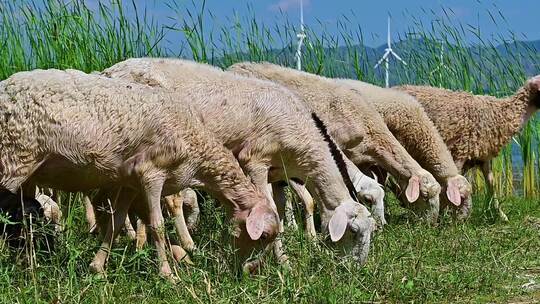 张北草原上放牧的羊群乡村振兴有机农业牧业