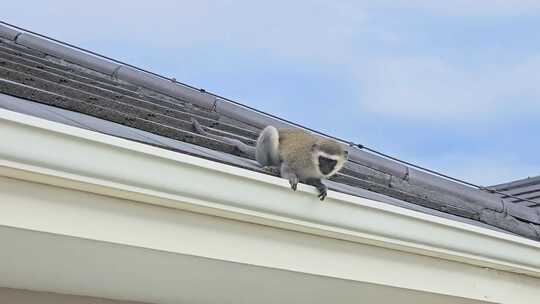 自然动物长尾黑颚猴非洲野生动物