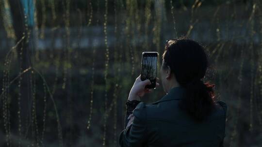 春天生机勃勃的垂柳