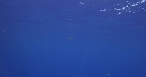 潜水员在鲨鱼旁边潜水