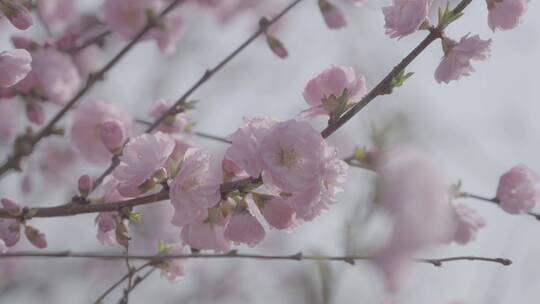 桃花盛开LOG视频素材