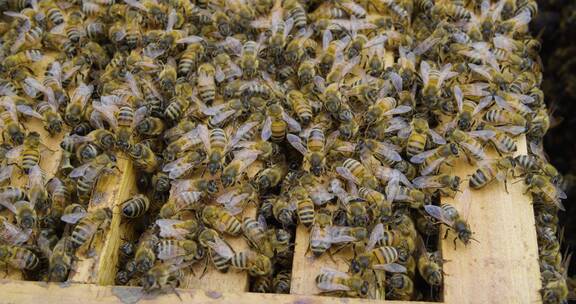 养蜂场里密密麻麻的蜜蜂蜂群