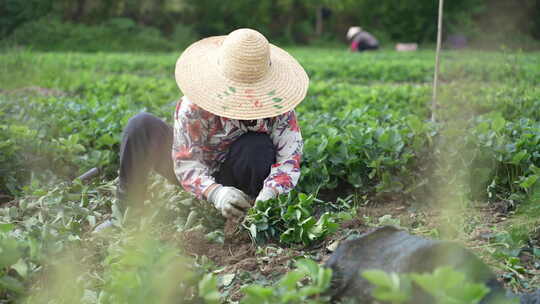 农民田间劳动种植蔬菜