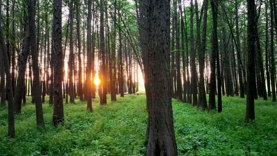 树林光影，阳光照进森林