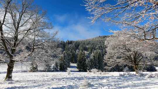 冷雪木景观