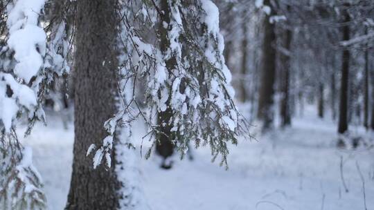 冬季森林大雪积雪松树