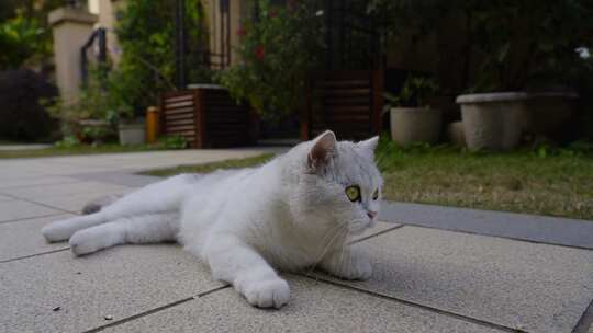 2023广州黄埔野猫家猫布偶猫