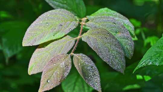 夏季早晨阳光植物叶子上的露水水珠