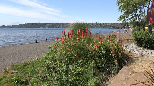 海岸上的智利花