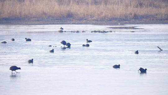 冬天河流湿地生态野鸭