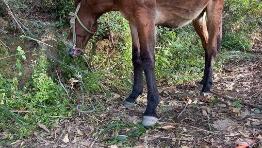 骡子拉砖吃草4K实拍视频