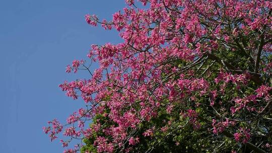 盛开的异木棉花树