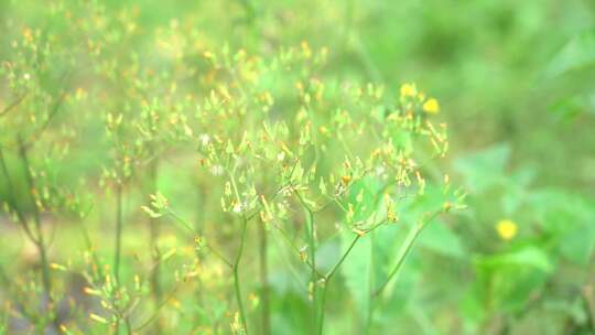 钻野紫菀 野菜 草本植物 菊科 顽固杂草