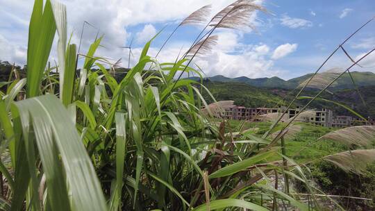 蓝天下湘南农村石桥上的芦苇草