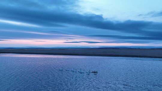 呼伦贝尔草原湖泊水鸟觅食合集