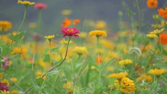 【合集】秋天公园盛开的波斯菊花海