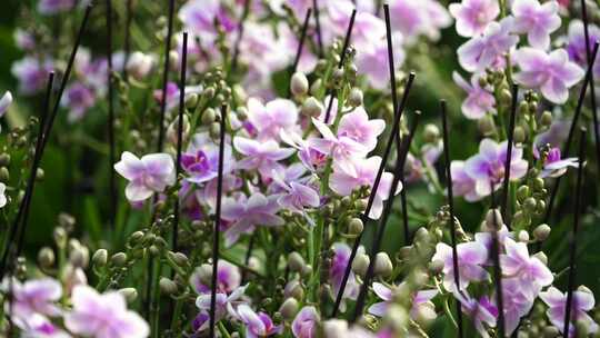 蝴蝶兰 兰花 花朵 观赏花 卉漂亮的花朵