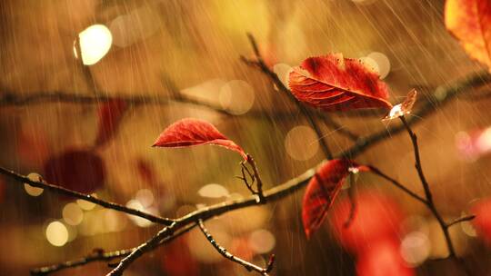 秋天大雨落在叶子上