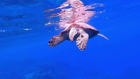 海龟在水面呼吸