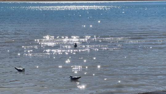 湖面波光粼粼  海鸥 治愈风景高清在线视频素材下载