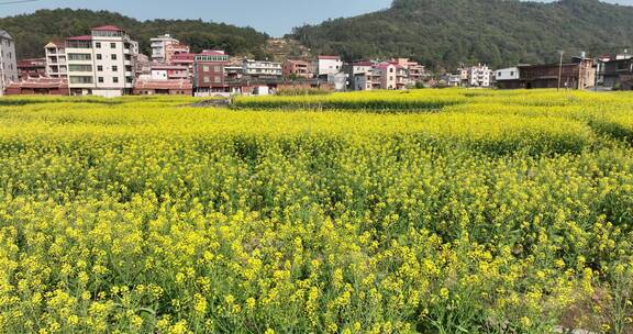 航拍乡村田园油菜花田