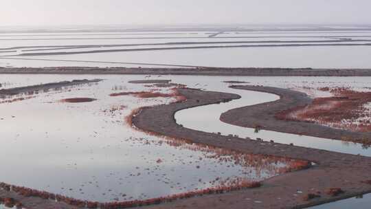 黄河湿地小白额雁航拍