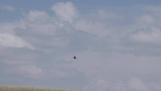 雄鹰在草原天空上飞翔后着陆