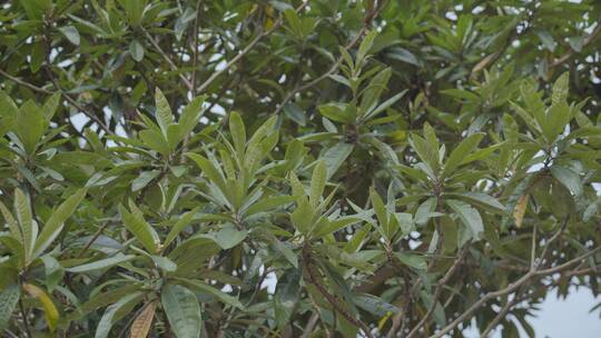 广东农村大山枇杷树种植视频素材模板下载