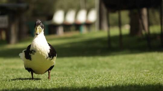 鸭子站在草地上