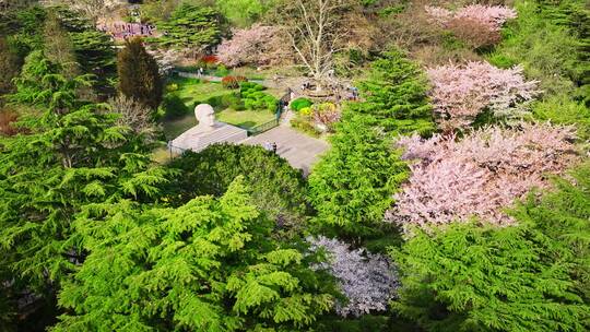 青岛春天青岛中山公园樱花