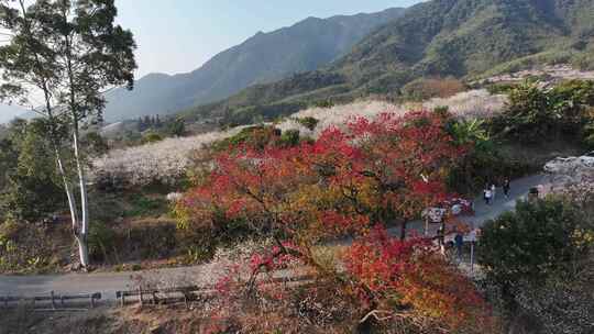 中国广东省广州市从化区广州流溪东星村秋色