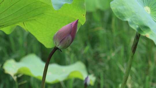 菡萏、荷花