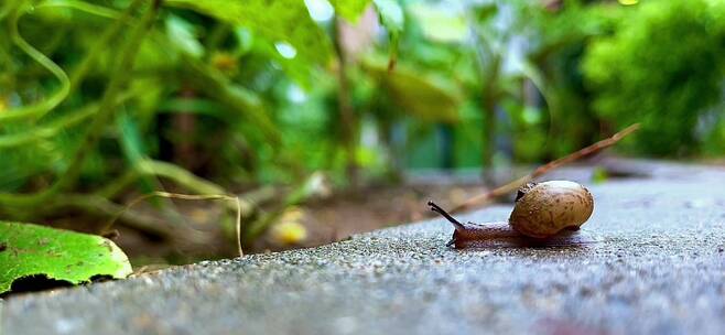 下雨天爬行中的蜗牛向前爬行