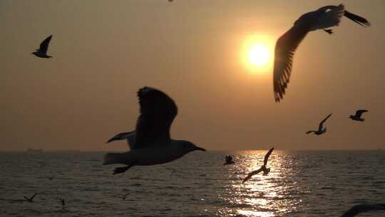 大海海鸥飞翔日出夕阳