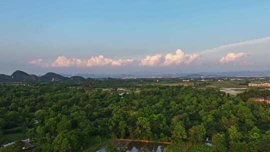 航拍广西桂林会仙湿地白鹭栖息地