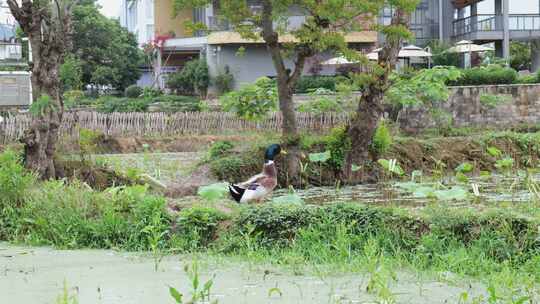 田边草地上休憩的一群鸭子