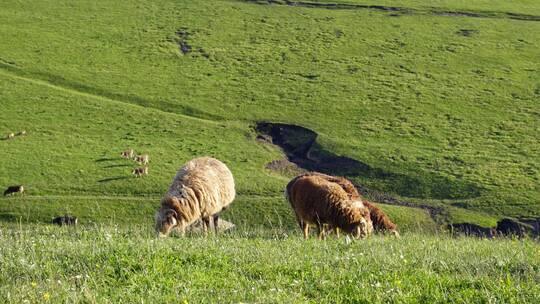 新疆伊犁大草原上吃草的羊