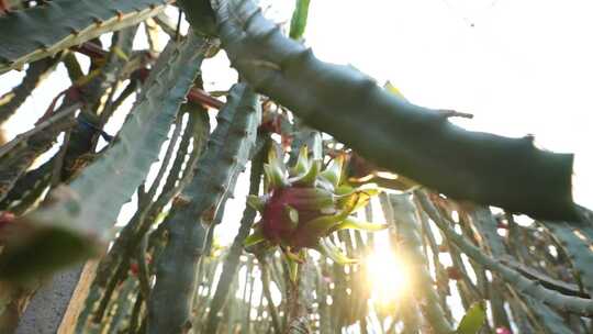 水果种植 火龙果树 火龙果种植基地