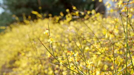 升格实拍唯美空镜北京初春在盛开连翘花丛视频素材模板下载